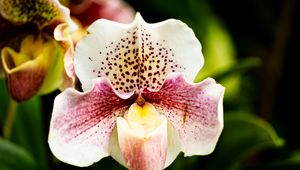 Preview wallpaper orchid, flower, petals, plant, spots, macro