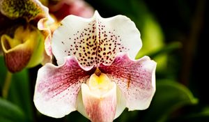 Preview wallpaper orchid, flower, petals, plant, spots, macro