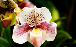 Preview wallpaper orchid, flower, petals, plant, spots, macro