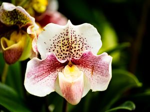 Preview wallpaper orchid, flower, petals, plant, spots, macro