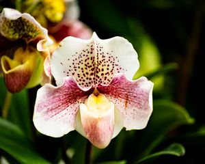 Preview wallpaper orchid, flower, petals, plant, spots, macro