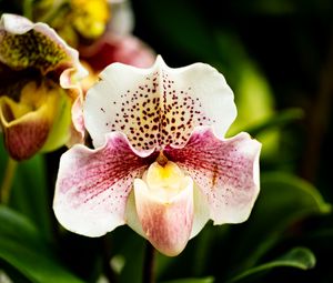 Preview wallpaper orchid, flower, petals, plant, spots, macro