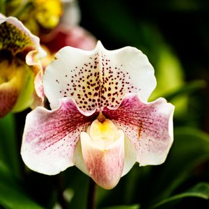 Preview wallpaper orchid, flower, petals, plant, spots, macro
