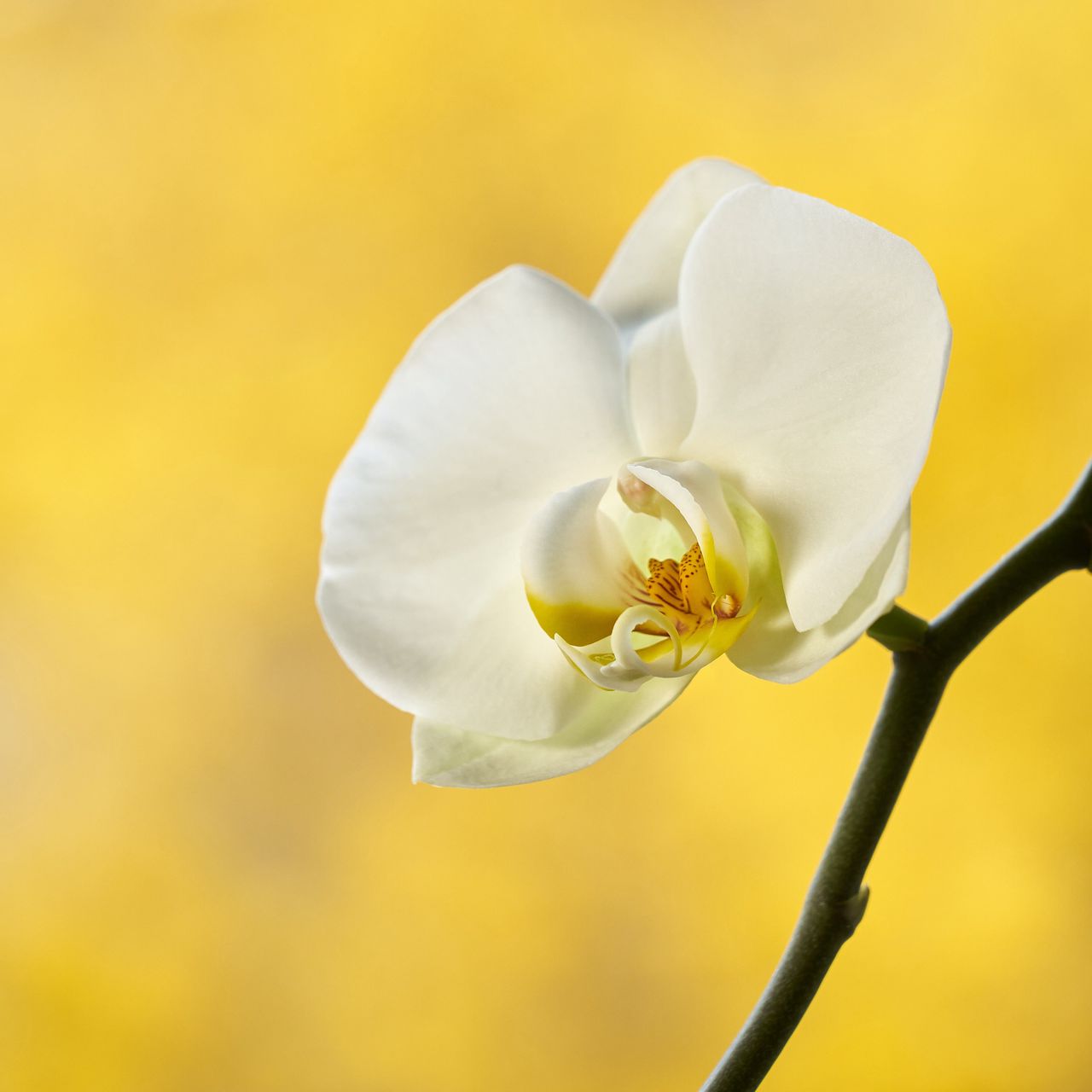1280x1280 Wallpaper orchid, flower, petals, branch, yellow
