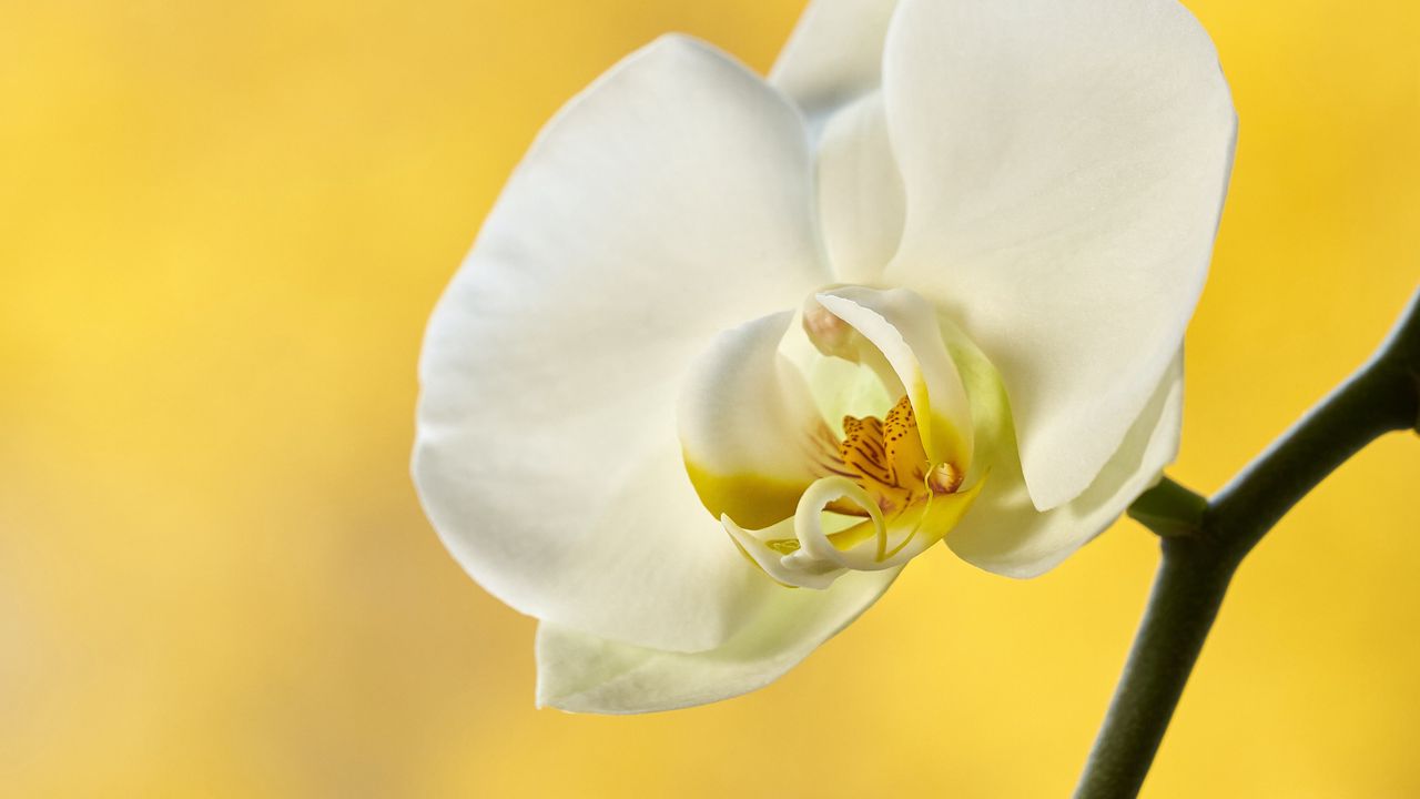 Wallpaper orchid, flower, petals, branch, yellow