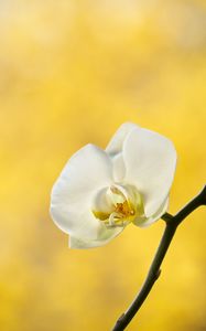 Preview wallpaper orchid, flower, petals, branch, yellow