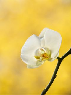 240x320 Wallpaper orchid, flower, petals, branch, yellow
