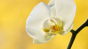 Preview wallpaper orchid, flower, petals, branch, yellow