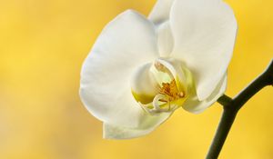 Preview wallpaper orchid, flower, petals, branch, yellow