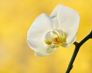 Preview wallpaper orchid, flower, petals, branch, yellow