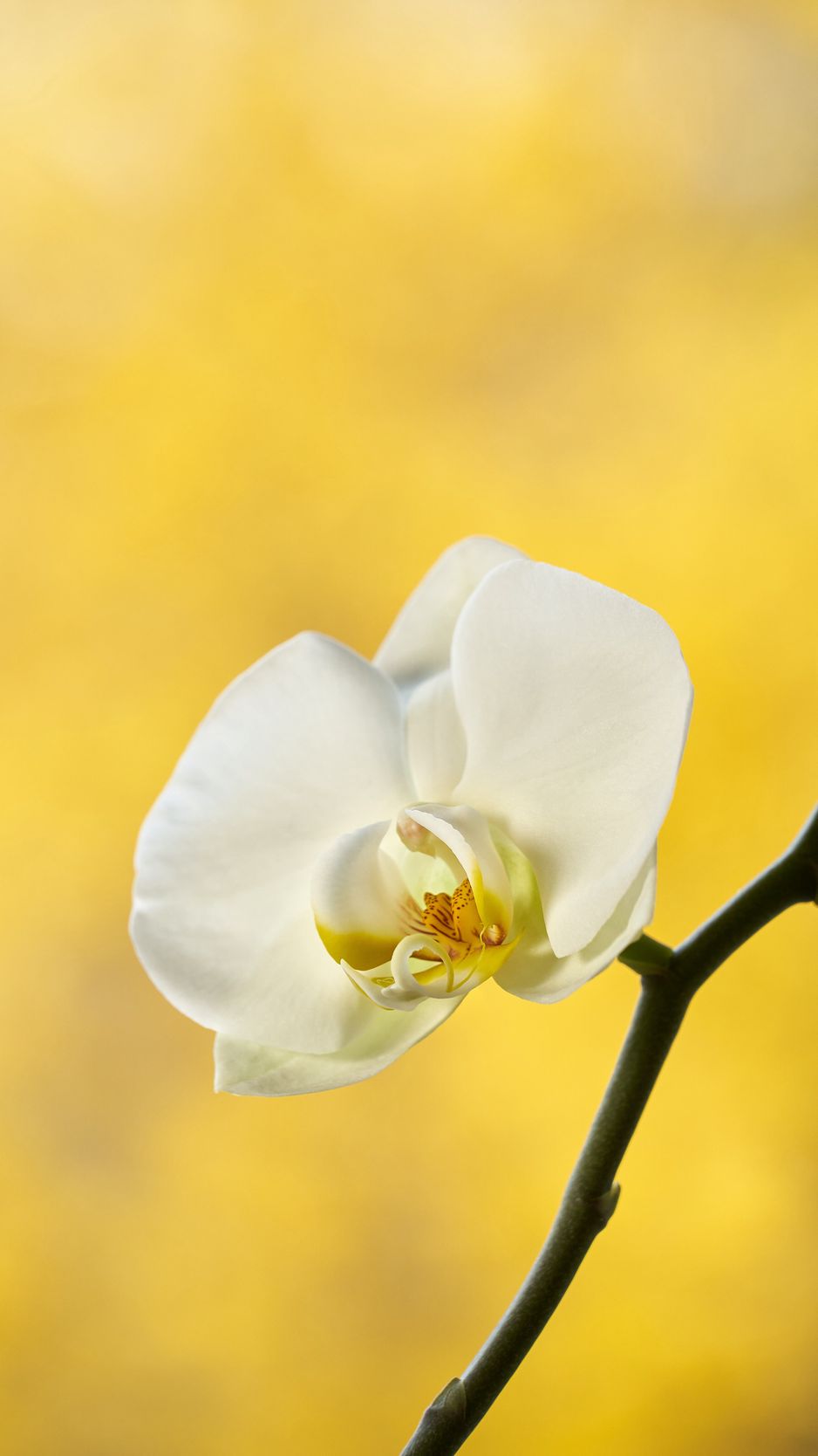 938x1668 Wallpaper orchid, flower, petals, branch, yellow
