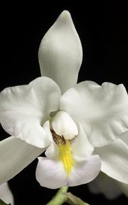 Preview wallpaper orchid, flower, petals, macro