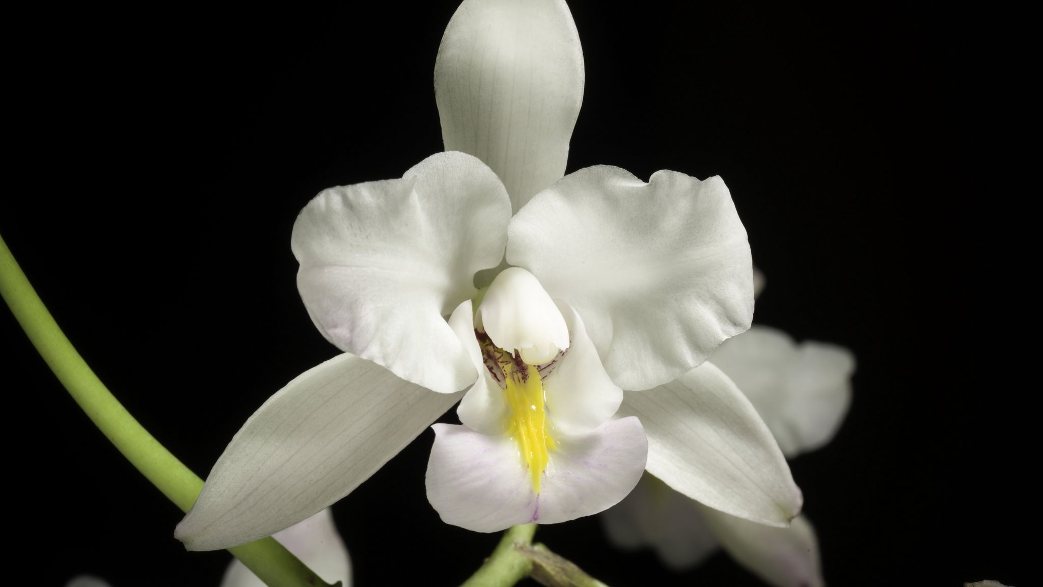 2048x1152 Wallpaper orchid, flower, petals, macro