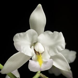 Preview wallpaper orchid, flower, petals, macro
