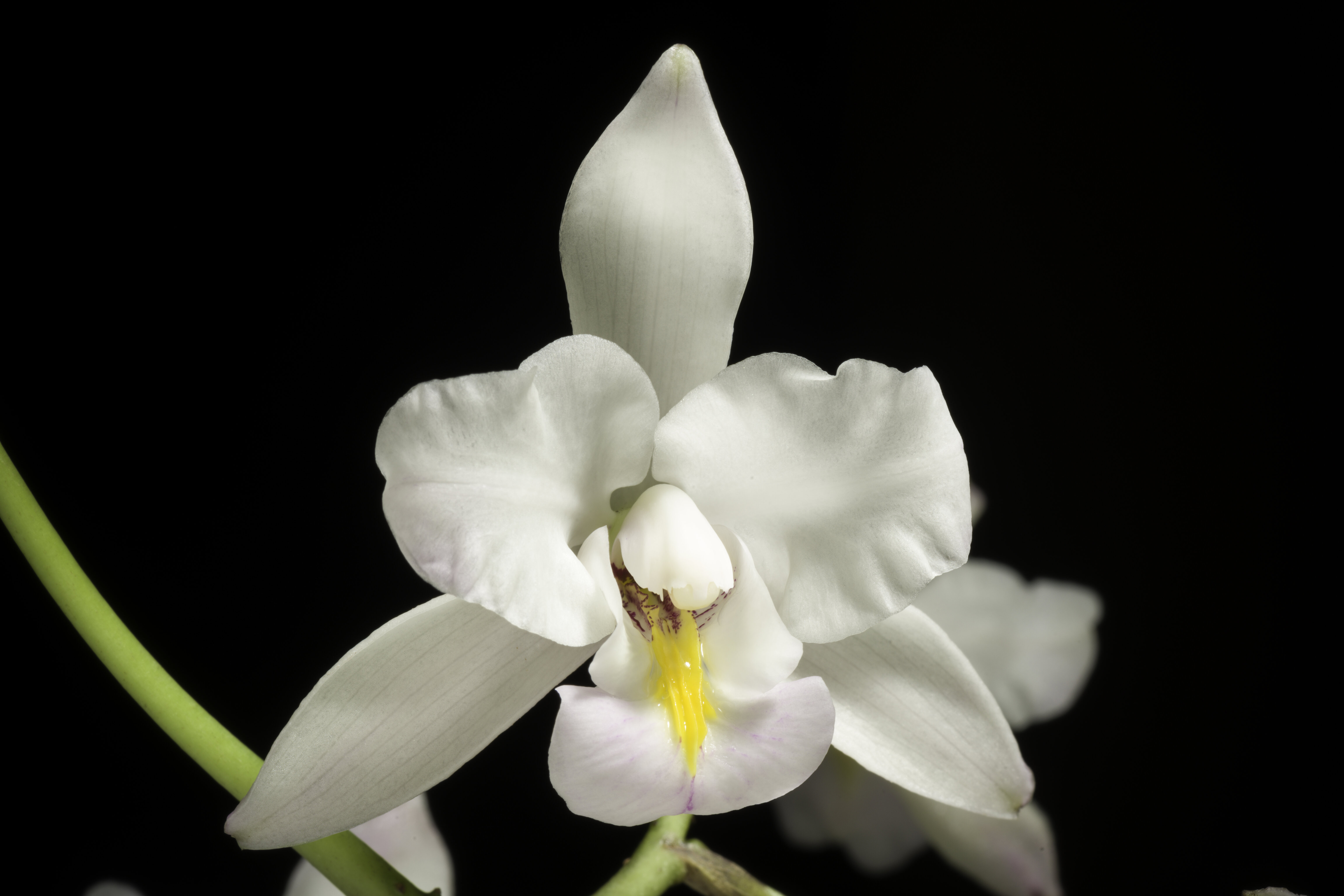 Download wallpaper 6144x4096 orchid, flower, petals, macro hd background