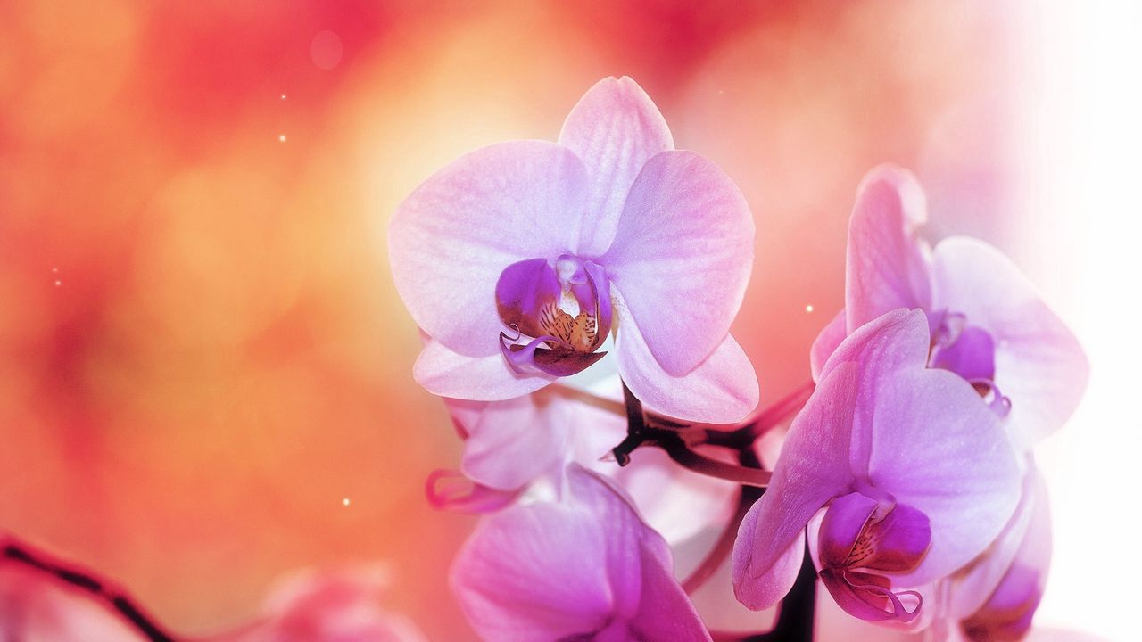 Wallpaper orchid, flower, petals, colors