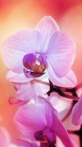 Preview wallpaper orchid, flower, petals, colors