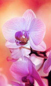 Preview wallpaper orchid, flower, petals, colors