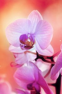 Preview wallpaper orchid, flower, petals, colors