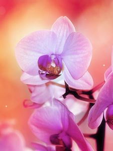 Preview wallpaper orchid, flower, petals, colors