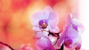 Preview wallpaper orchid, flower, petals, colors