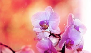 Preview wallpaper orchid, flower, petals, colors