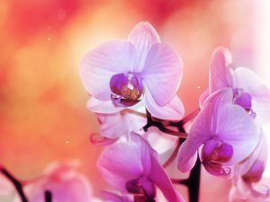 Preview wallpaper orchid, flower, petals, colors