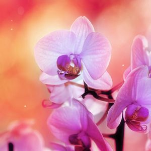 Preview wallpaper orchid, flower, petals, colors