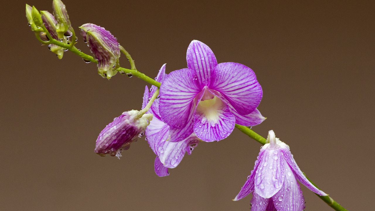 Wallpaper orchid, flower, petals, drops