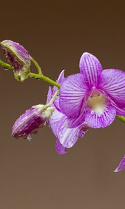 Preview wallpaper orchid, flower, petals, drops