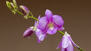 Preview wallpaper orchid, flower, petals, drops