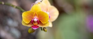 Preview wallpaper orchid, flower, petals, blur
