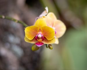 Preview wallpaper orchid, flower, petals, blur