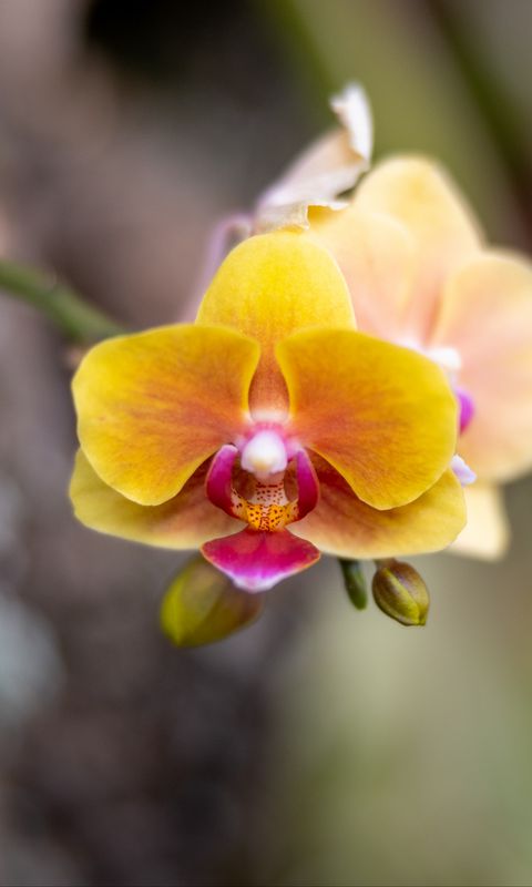 480x800 Wallpaper orchid, flower, petals, blur
