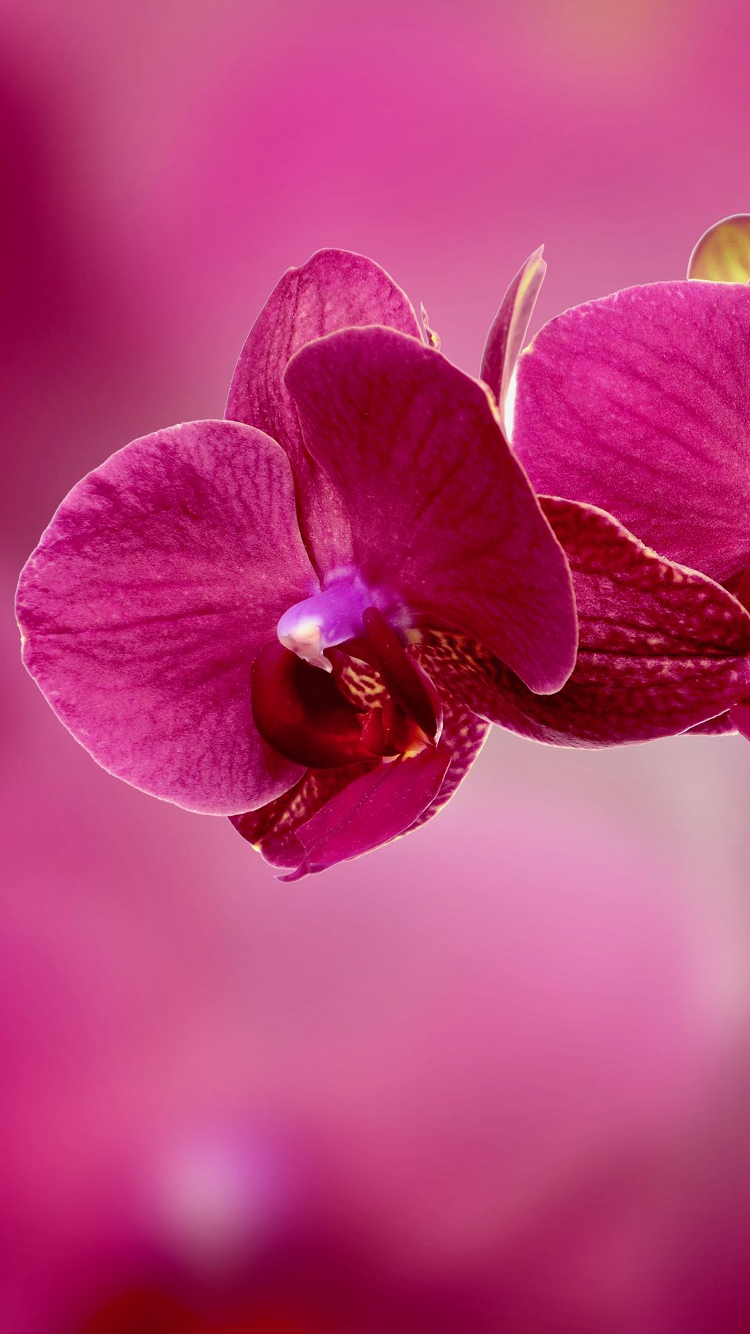 Download wallpaper 1080x1920 orchid, flower, petals, pink samsung