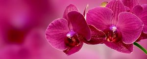 Preview wallpaper orchid, flower, petals, pink
