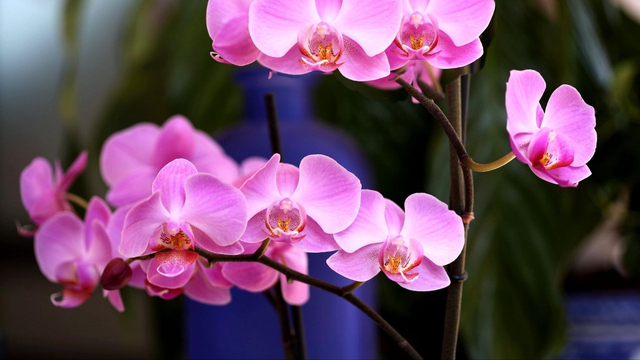 Wallpaper orchid, flower, pink, branch, close-up