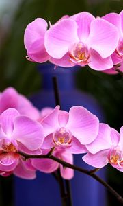 Preview wallpaper orchid, flower, pink, branch, close-up