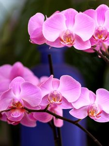 Preview wallpaper orchid, flower, pink, branch, close-up