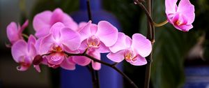 Preview wallpaper orchid, flower, pink, branch, close-up