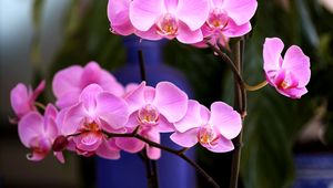 Preview wallpaper orchid, flower, pink, branch, close-up