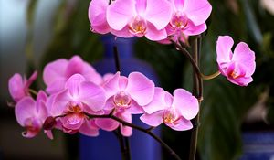 Preview wallpaper orchid, flower, pink, branch, close-up