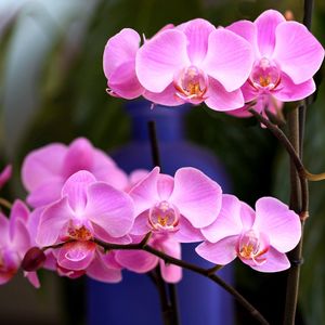 Preview wallpaper orchid, flower, pink, branch, close-up