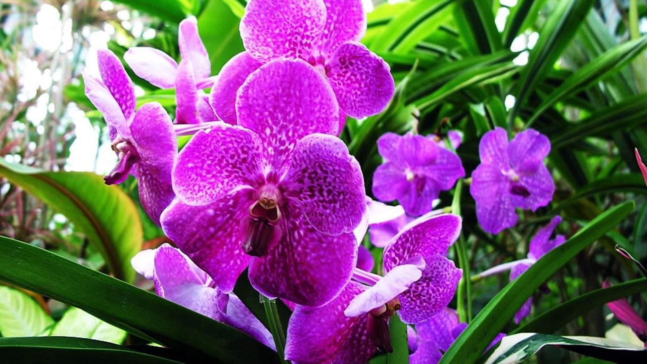 Wallpaper orchid, flower, purple, herbs, close-up