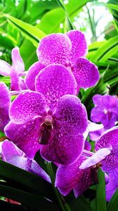 Preview wallpaper orchid, flower, purple, herbs, close-up