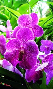 Preview wallpaper orchid, flower, purple, herbs, close-up