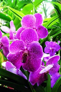 Preview wallpaper orchid, flower, purple, herbs, close-up