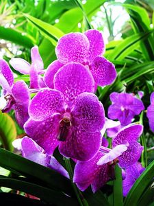 Preview wallpaper orchid, flower, purple, herbs, close-up