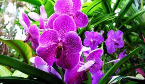 Preview wallpaper orchid, flower, purple, herbs, close-up