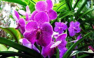 Preview wallpaper orchid, flower, purple, herbs, close-up